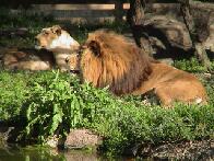 Saw Some Lions Too....